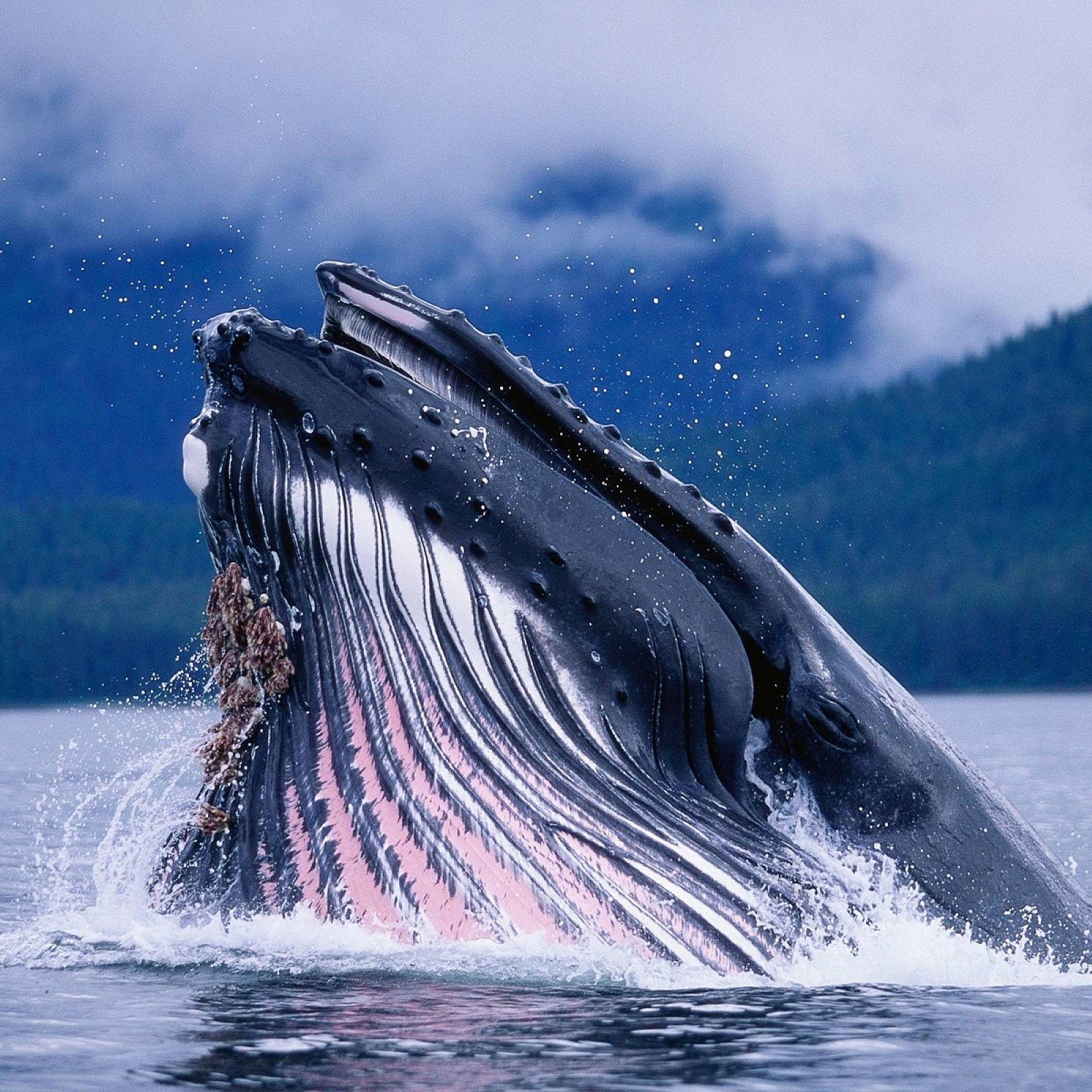 The 65 Percent Price Dip Has Made 'Bitcoin Whales' A lot ...