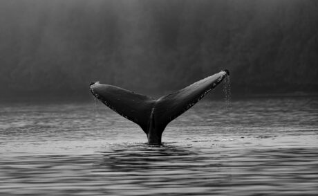 Quant Explains How Whales Moved Before And After Ethereum Merge image